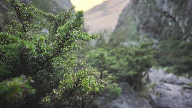 Lush Fynbos Shrub Beside Rocky Stream, Cape Town Slopes At Sunrise Soft Golden Light, Misty Valley, Textured