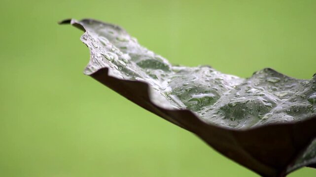 The rain fell, pouring on the taro leaves.