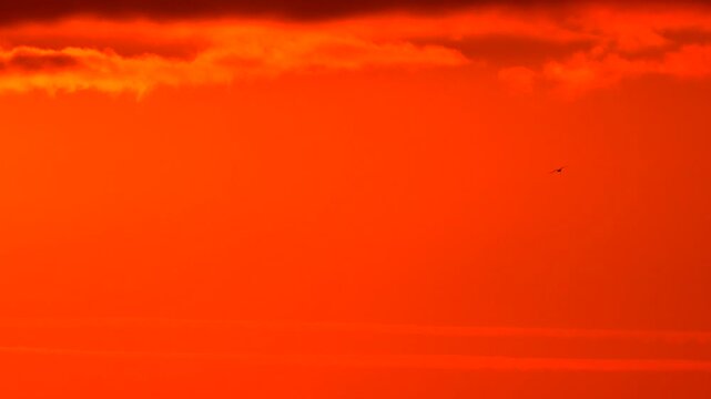 Sunset birds sky flying dramatically across a vibrant golden orange and red fire storm cloudscape at dusk.