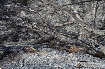 Fototapeta premium Aftermath of a devastating forest fire. Charred, fallen tree trunks lying in gray ash and soot. Atmosphere of desolation and environmental disaster. Wildfire texture: ash, embers, and burnt wood. 