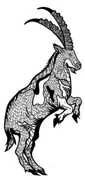 Black and White Chamois Vector Illustration