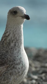 Seagull bird coastline portrait of a juvenile gull squawking and looking around on a rocky beach by the blue ocean water