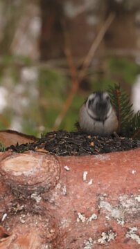 Crested tit jumps onto seeds, grabs one and quickly flies away. Seeds scatter, alert and efficient behavior, close-up, vertical daylight shot.