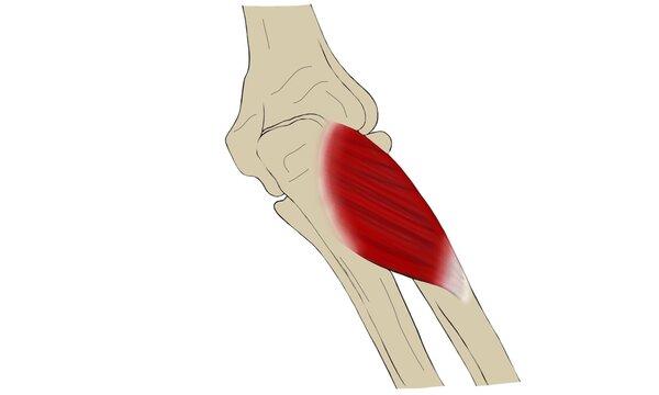 Supinator Muscle Anatomy Illustration &ndash; Forearm Muscle Diagram