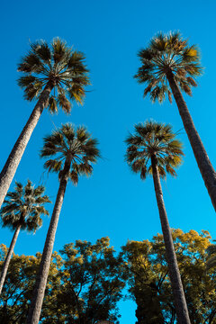 Beautiful palm trees in Alcazar of Seville in Andalusia in Spain.