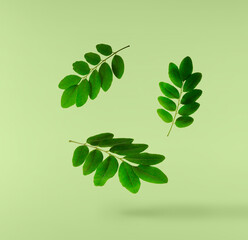 Obraz premium Flying green leaves of acacia isolated on a pastel green background. Spring floral levitation concept, beautiful nature composition