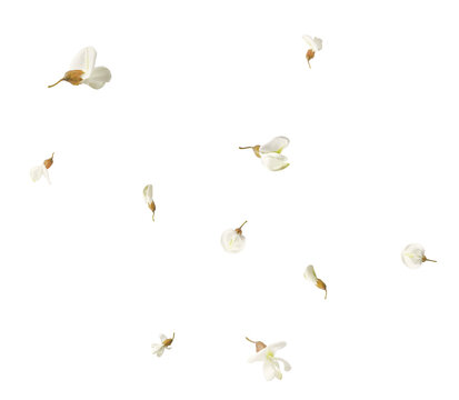Flying beautiful acacia flowers isolated on a white background. Spring floral levitation concept, beautiful nature composition