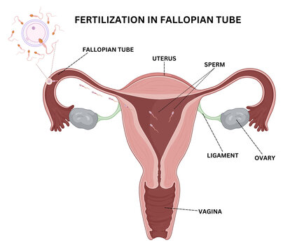 Fertilization in Fallopian Tube Illustration &ndash; Human Reproductive System and Zygote Formation Diagram