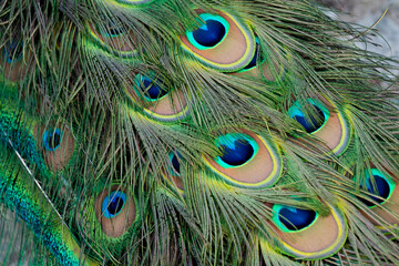 Peacock feather pattern, bright green - blue bird tail texture © artemstepanov