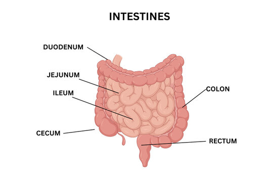 Human Intestines Anatomy Illustration &ndash; Small and Large Intestine Diagram