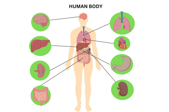 Human Body Organs Anatomy Illustration &ndash; Internal Organs Diagram