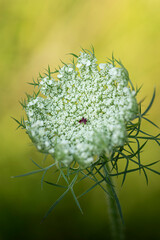 Marchew zwyczajna - Daucus carota L.   © tom