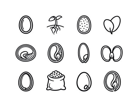 Seed Structure. Line icon set of Seed Structure: seed coat, embryo plant, endosperm tissue, cotyledon leaf, seed cross diagram, internal seed parts, monocot