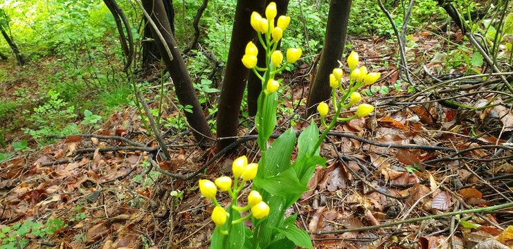 Golden Calanthe Calanthe sieboldii Bloom South Korea
