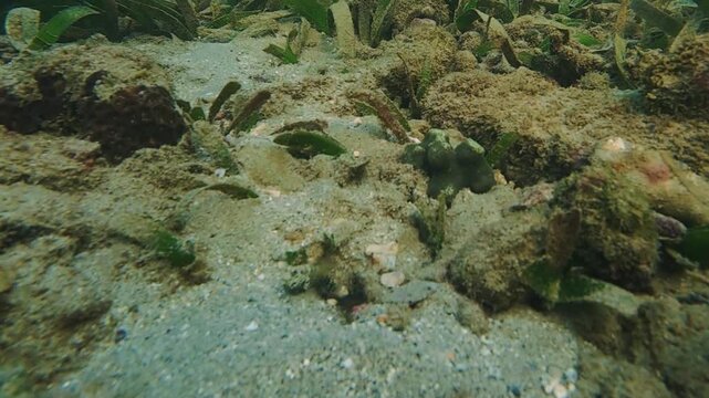 Slow motion of goby fish and pistol shrimp sharing a sandy burrow. Symbiotic marine behavior as shrimp digs while goby keeps watch. Natural underwater wildlife scene.