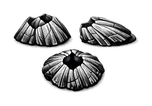 Barnacle shell plates A detailed set of barnacle shell plates with ridges, seams, and growth lines, presented as the same plates in three different angles.