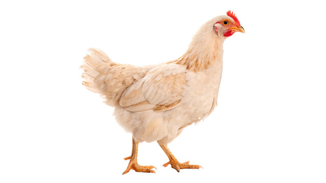 White chicken stands on a plain background with its feathers ruffled and posture upright while looking around for food