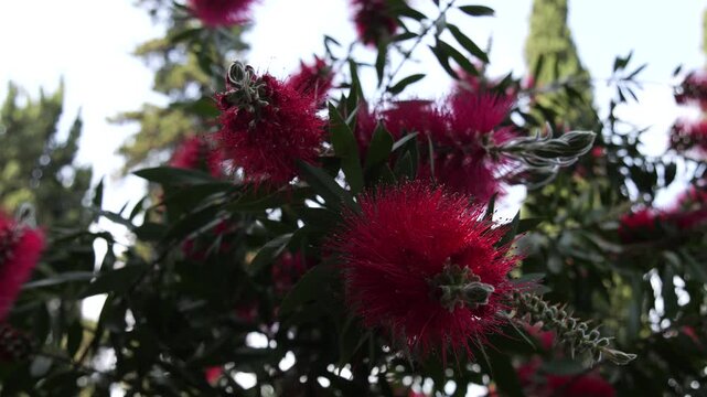 Bottlebrush flowers (Callistemon) macro close-up plant detail