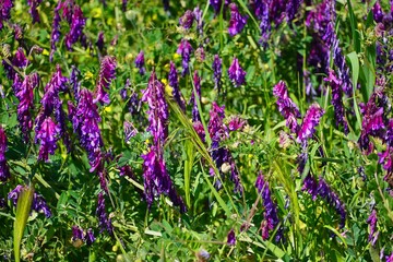 Obraz premium Hairy vetch, or Vicia villosa wildflowers, at springtime