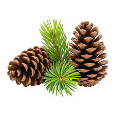 Fototapeta premium Two brown pine cones placed alongside vibrant green spruce needles for festive seasonal decor isolated on transparent background