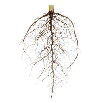 A detailed close up view of a single plant root system showing the main taproot and side branches isolated on transparent background