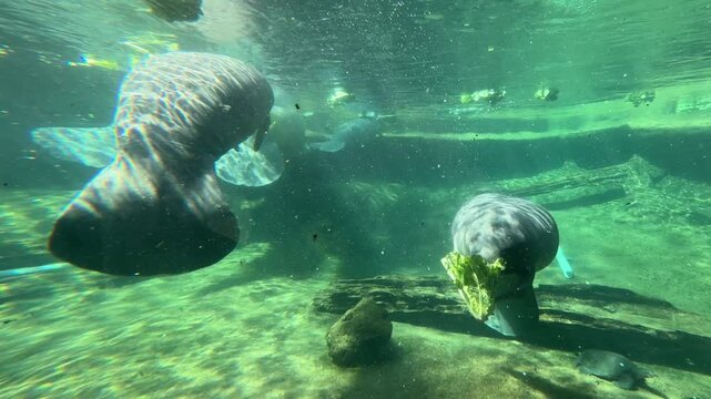 Manatees eating water lettuce in ZOO