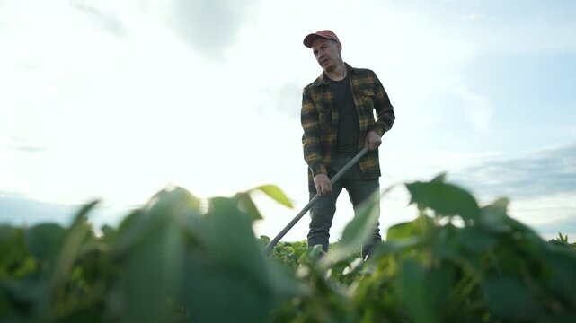 Farmer working with hoe soybean field. Man plaid shirt and cap tending crops. Concept soybean agriculture, rural lifestyle farm work. Farmer cultivating soybean field. Agricultural labor in sunlight.