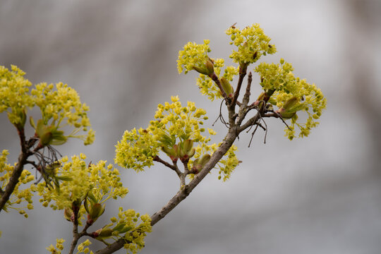 blossoming Norway Maple - Acer platanoides