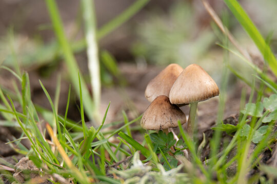 mushroom in the grass - Psathyrella