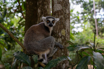 Naklejka premium Ring-tailed lemur perched on tree branch in Zanzibar forest