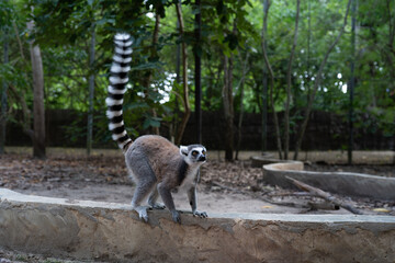 Naklejka premium Ring-tailed lemur standing on stone wall in Zanzibar forest