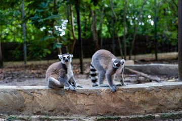 Naklejka premium Ring-tailed lemurs on stone wall in Zanzibar forest