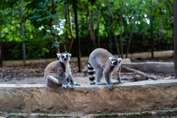 Naklejka premium Ring-tailed lemurs on stone wall in Zanzibar forest