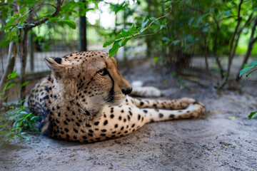 Cheetah resting on sandy ground in Zanzibar sanctuary © Mustafa