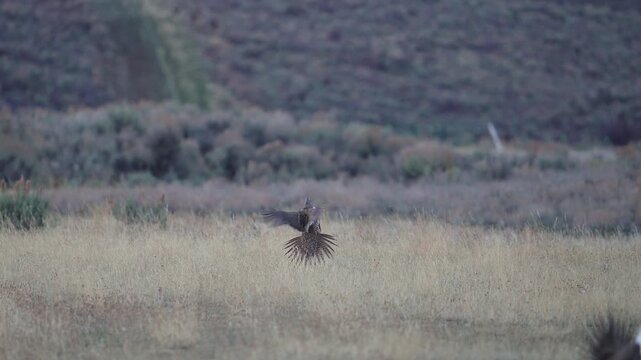 Greater Sage Grouse as it lands in grass at a lek in slow motion in the Utah wilderness.