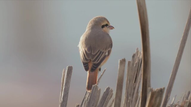 Video of isabelline shrike bird perches on dry reeds and relaxing. Its feathers blend with earthy tones. Soft focus background enhances its quiet presence. Ideal for nature, wildlife