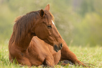 Naklejka premium Pferd liegt im Frühling