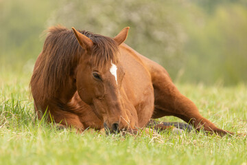 Naklejka premium Pferd liegt im Frühling