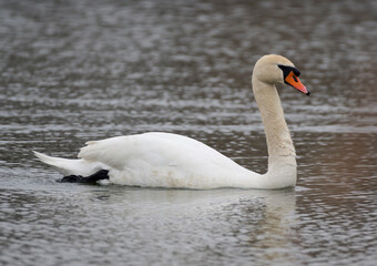 Fototapeta premium A swan swims on a lake in spring.