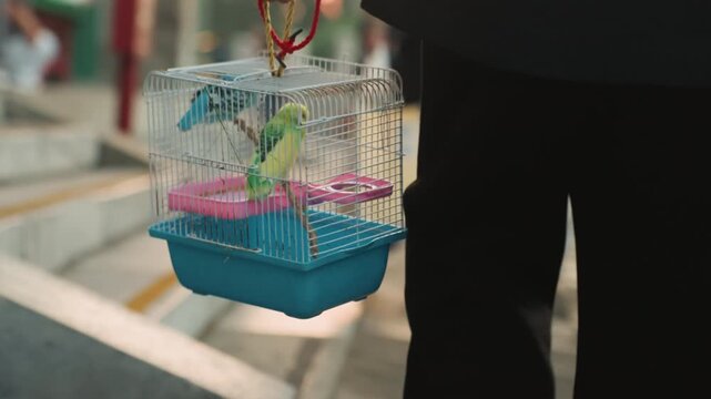 Bright parakeet in portable cage carried through bustling street, person holds wire crate by braided handle, two colorful budgies on pink perch, market stalls and passerby blur in background, lively
