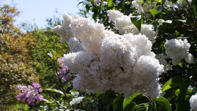 White lilac flowers (Syringa vulgaris) blooming in a garden