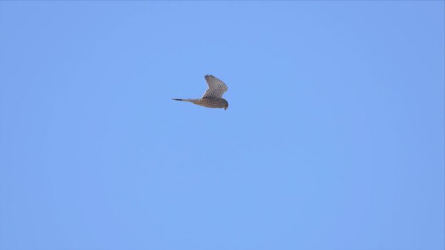Slow-motion footage of a common kestrel hovering in the open sky, maintaining a steady head while scanning the ground for prey. The bird glides effortlessly, wings beating with precision