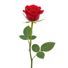 Naklejka premium A single vibrant red rose flower with green leaves attached to a long slender stem for decoration png