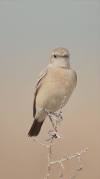 Close up video of desert wheatear bird perches calmly on thorny branch looking around. Soft tones blend with desert backdrop. Patient gaze meets viewer's eyes. Ideal for nature, wildlife, or desert