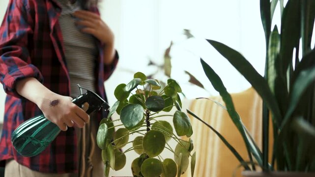 Young teenage girl misting Pilea Peperomioides in cozy living room, indoor gardening lifestyle.