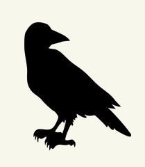 Naklejka premium Vector drawing. Old big crow