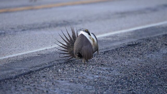 Greater Sage Grouse strutting on the side of a road in slow motion at dawn in Utah.