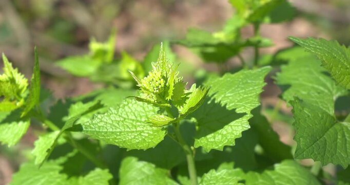 Macro - Small nettle plant.