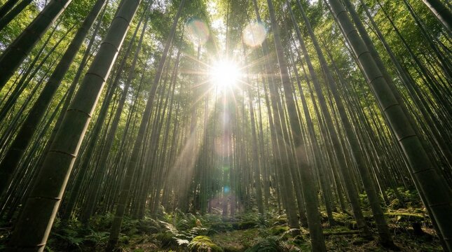 A low-angle view of tall green bamboo stalks reaching toward bright sunlight, dense foliage forming a natural canopy, sun rays filtering through leaves with subtle lens flare, serene forest