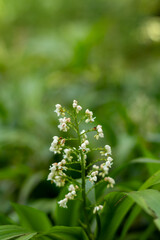 Fototapeta premium Small white flowers on green stem in garden natural light shallow depth
